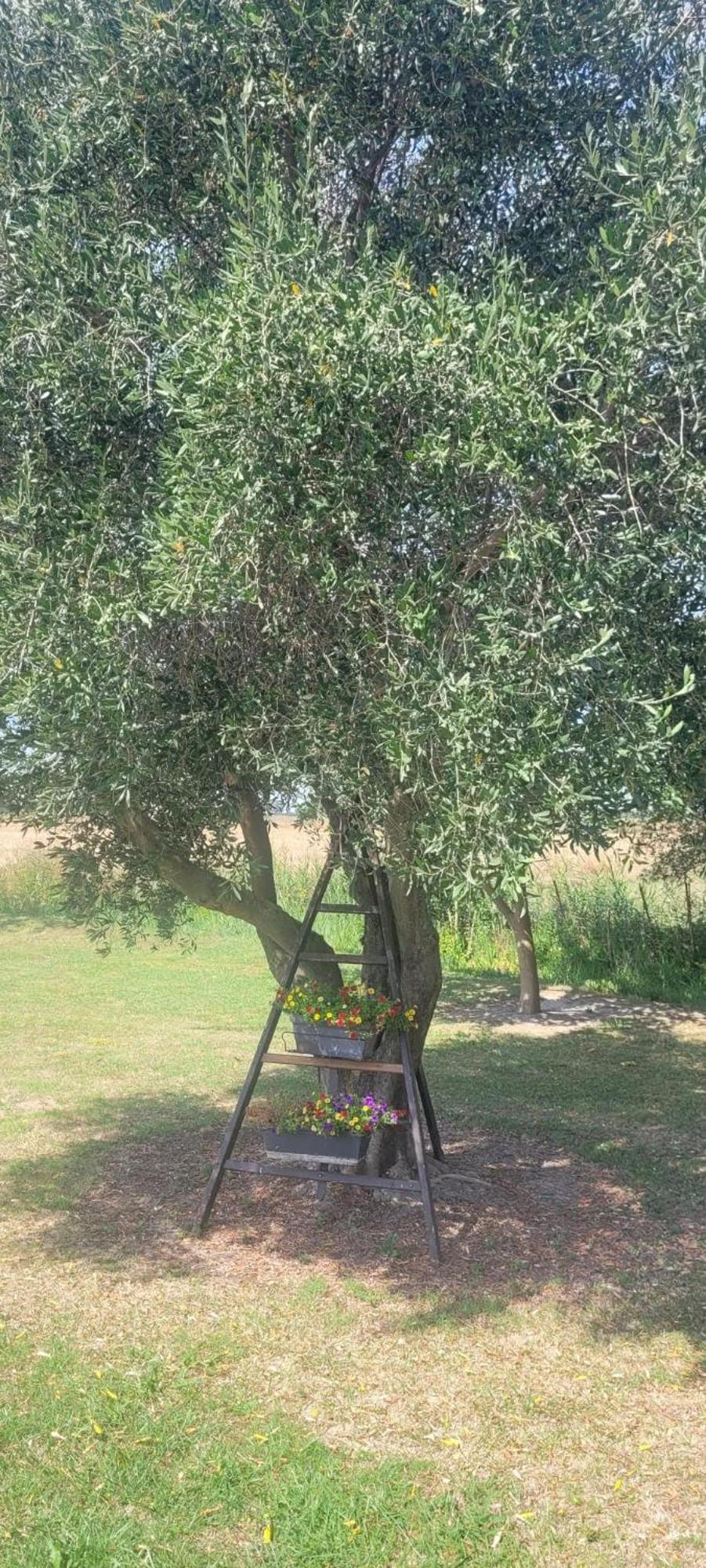 Mas Sicard Chambre D'Hotes En Camargue Arles Esterno foto
